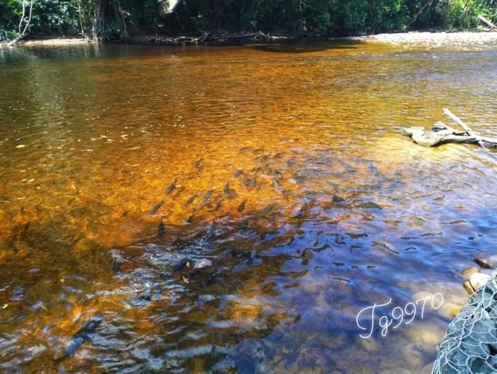 Belebar Homestay Taman Negara Pahang Malaysia Kuala Tahan Luaran gambar